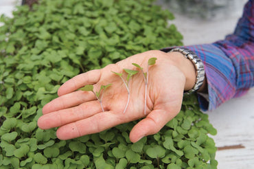 Kale, Red Russian – Microgreen Seed