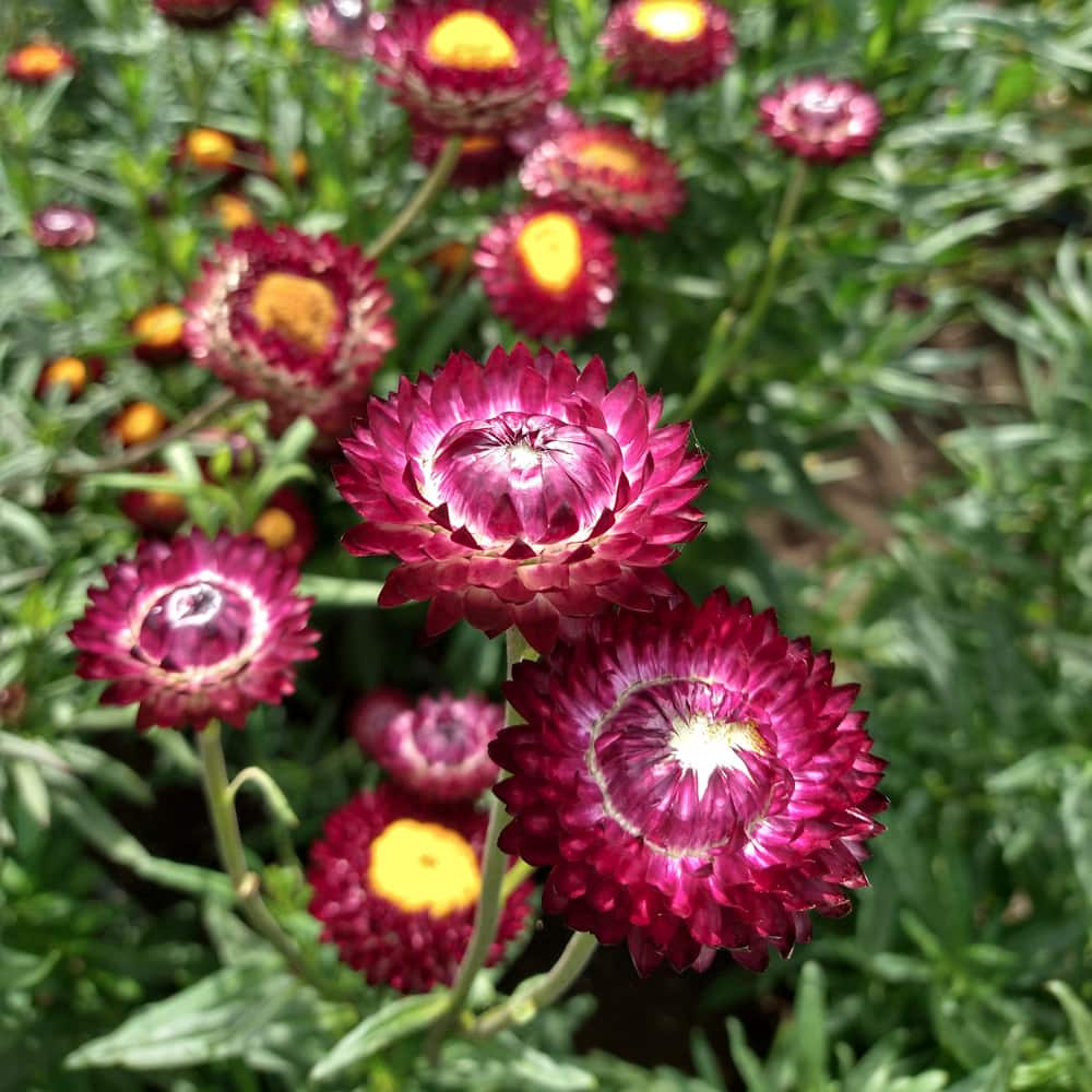 Strawflower Seeds Purple Red