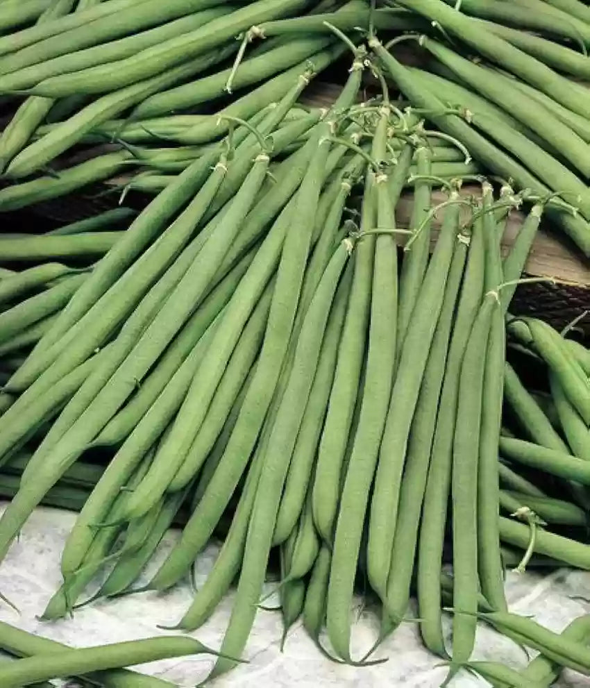 Jumbo – Organic Bean Seed