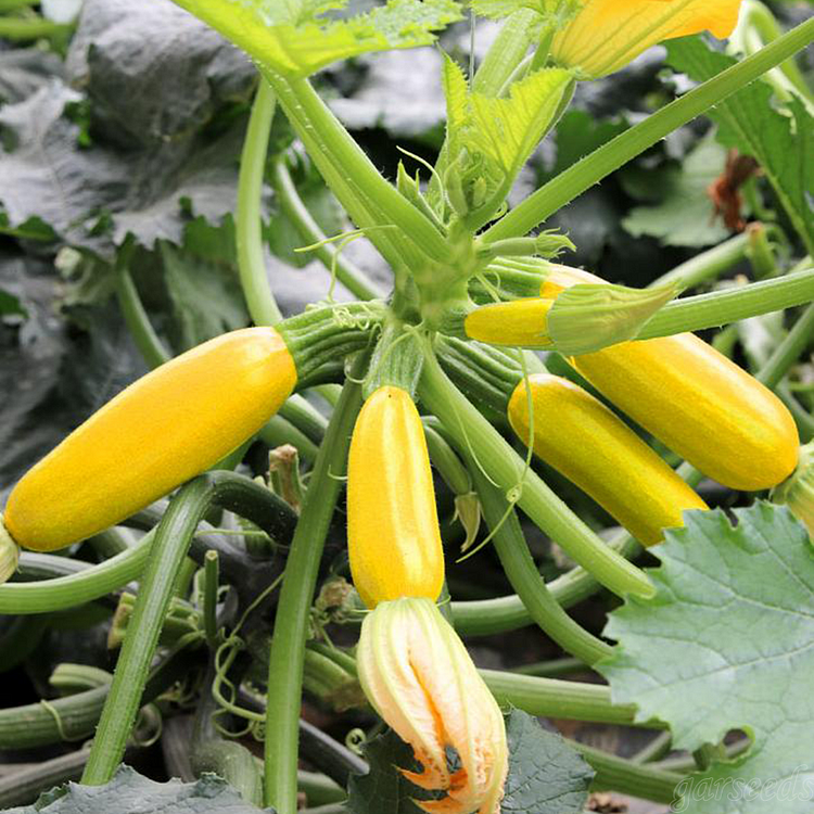 Golden Banana Zucchini Seeds