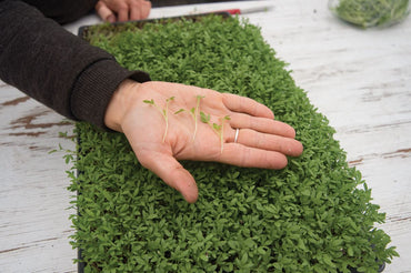 Cress, Cressida – Microgreen Seed