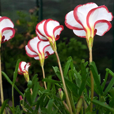 Oxalis Versicolor Candy Cane Sorrel Seeds for Home Garden Bloomi