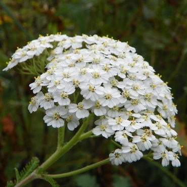 Achillea White Flower Seeds for Planting – Organic, Heirloom, Non-GMO Seeds