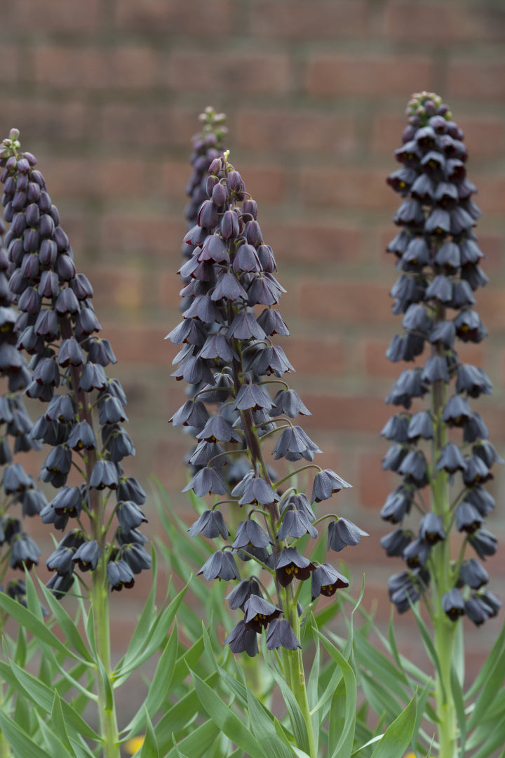 Fritillaria persica Seeds