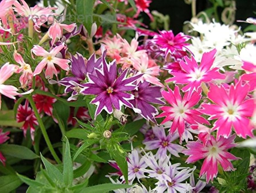 Phlox Twinkle Star Mixed Color Flower Seeds