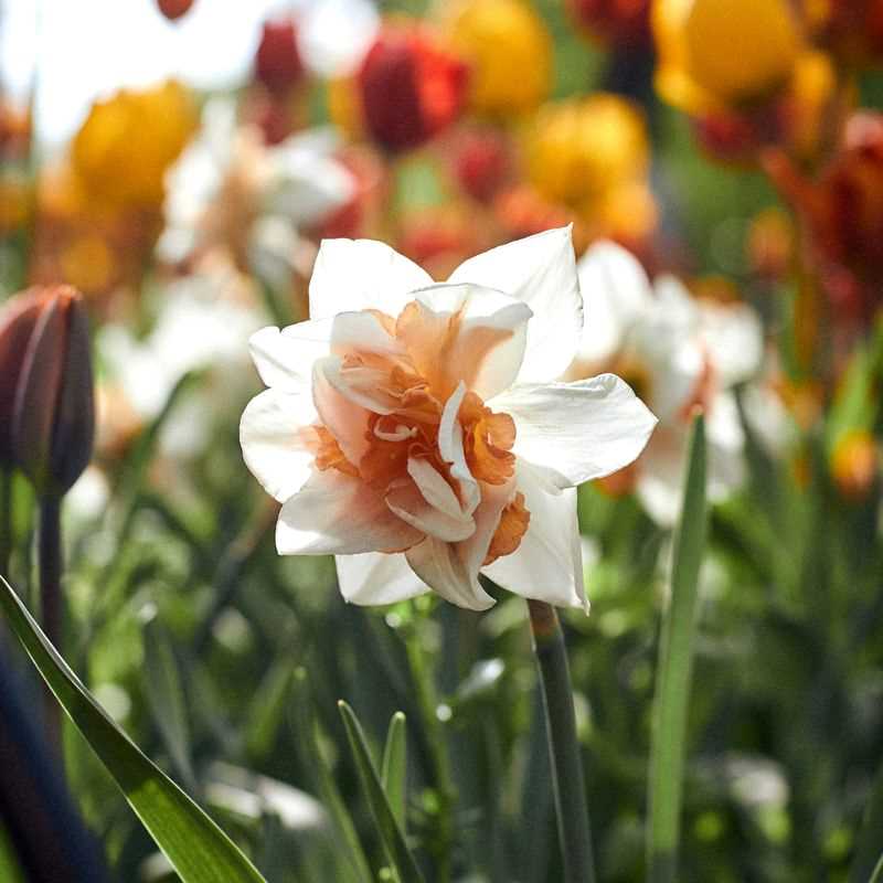 Delnashaugh Daffodil Super Sak Seeds