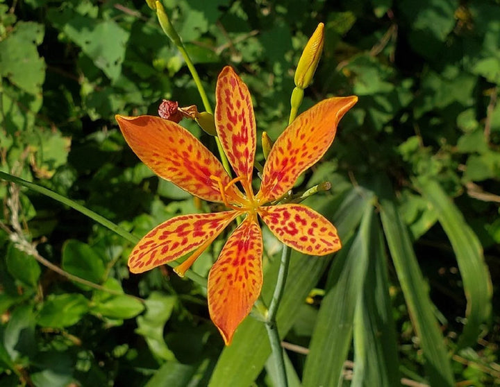 Blackberry Lily Flower Seeds – Heirloom Non-GMO Freckled Blooms for Unique Garden Planting