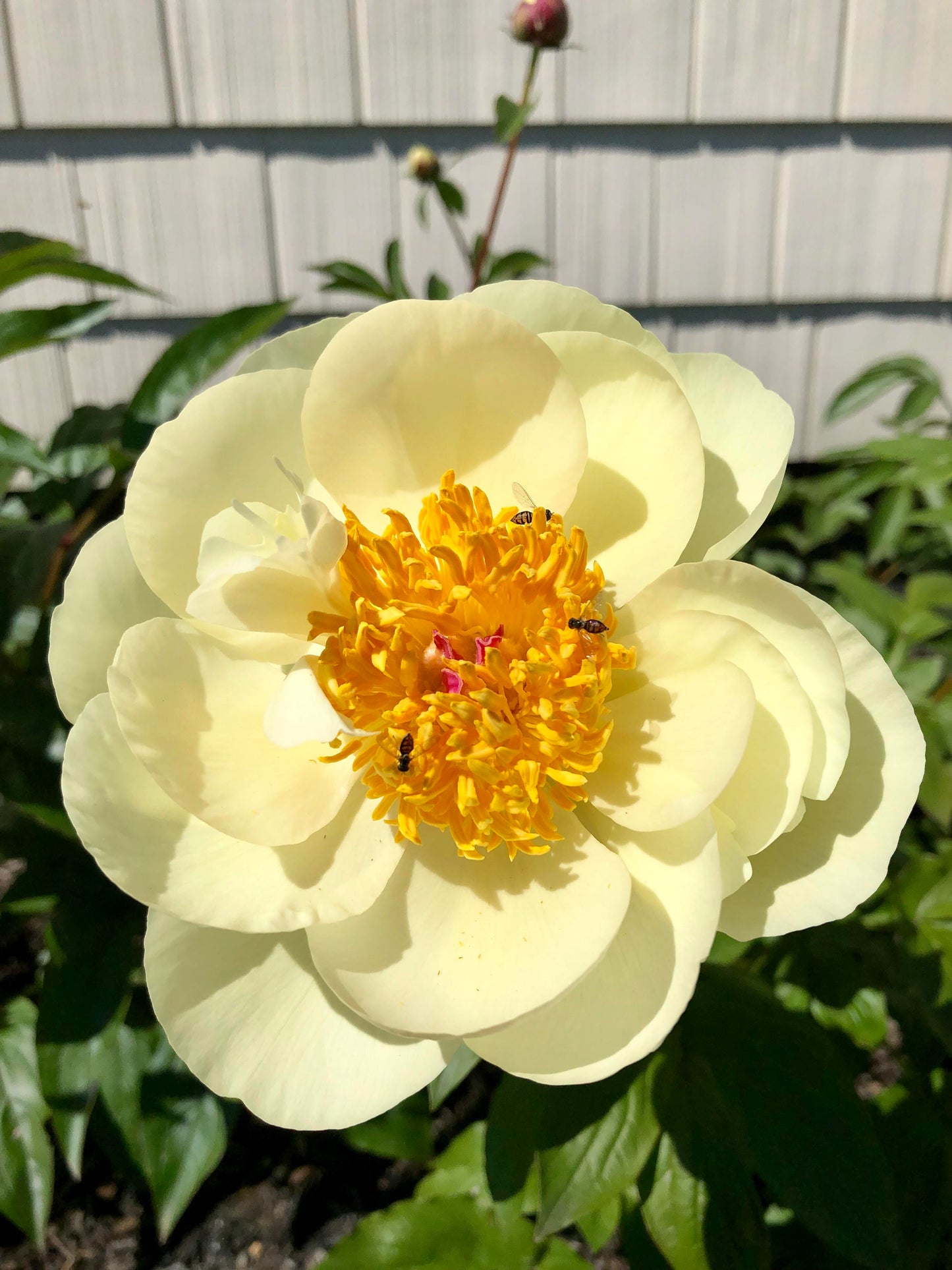 Lemon Chiffon Peony