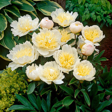 Honey Gold Peony