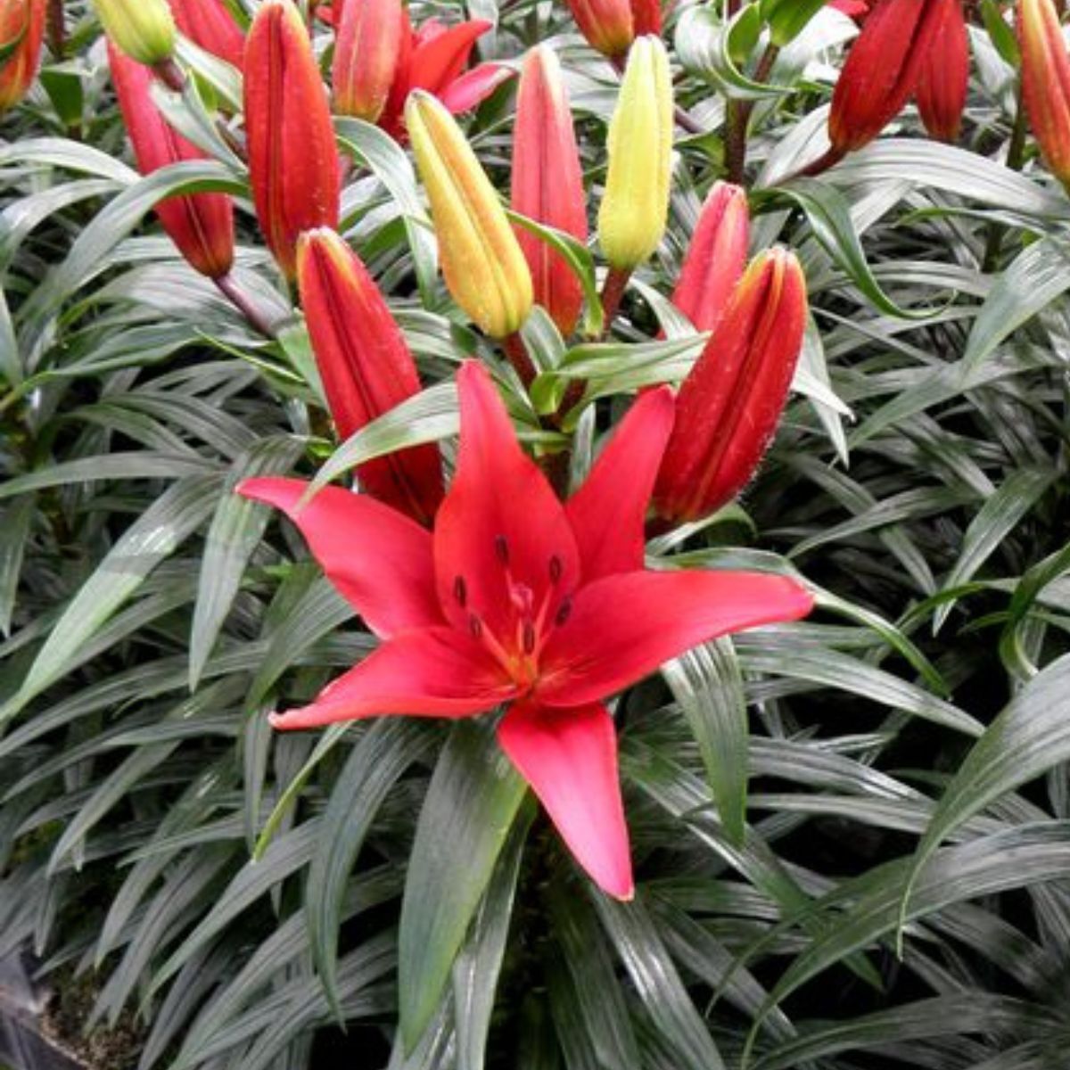 Pot Asiatic Lily- Blushing Joy