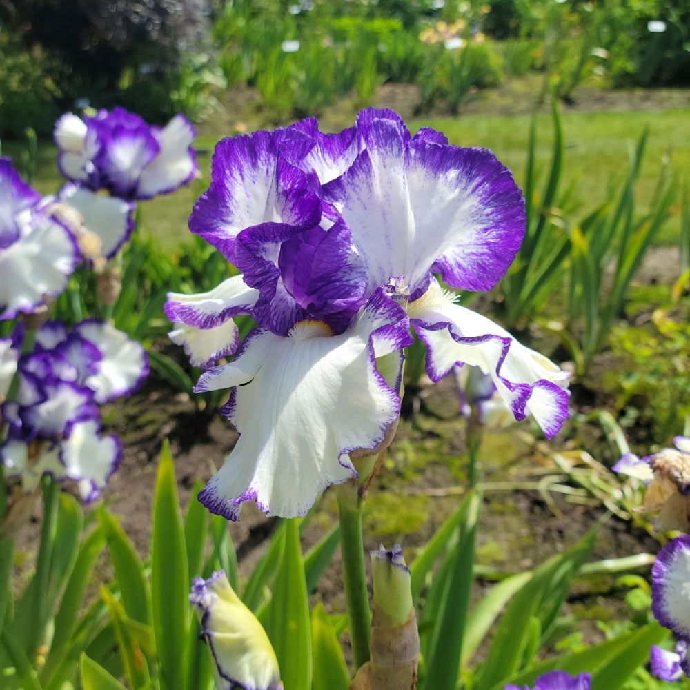 Presby's Crown Jewel Bearded Iris