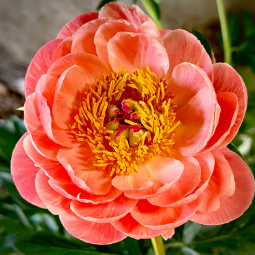 Coral Sunset Peony
