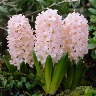 Hyacinth- China Pink