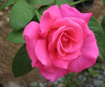 Perfume Delight Hybrid Tea Rose