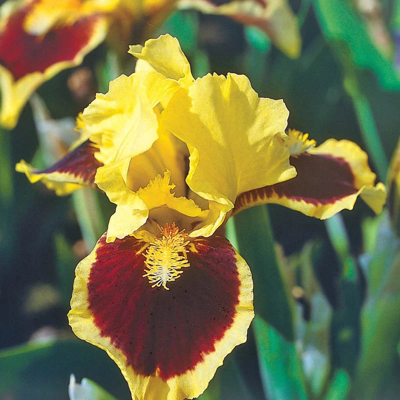 Breck's Dwarf Bearded Iris Collection