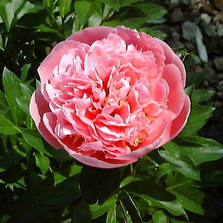 Etched Salmon Peony
