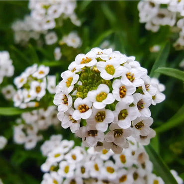 Heirloom Non-GMO Lobularia Flower Seeds for Fragrant Ground Cover and Cottage Garden Planting
