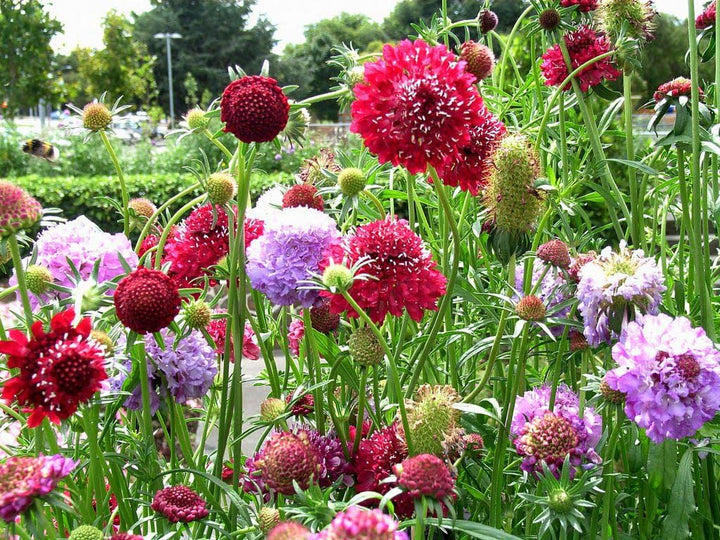 Pincushion Flower Seeds – Heirloom Non-GMO Scabiosa Blooms for Pollinator-Friendly Gardens
