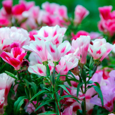 Godetia- Dwarf Single Mix