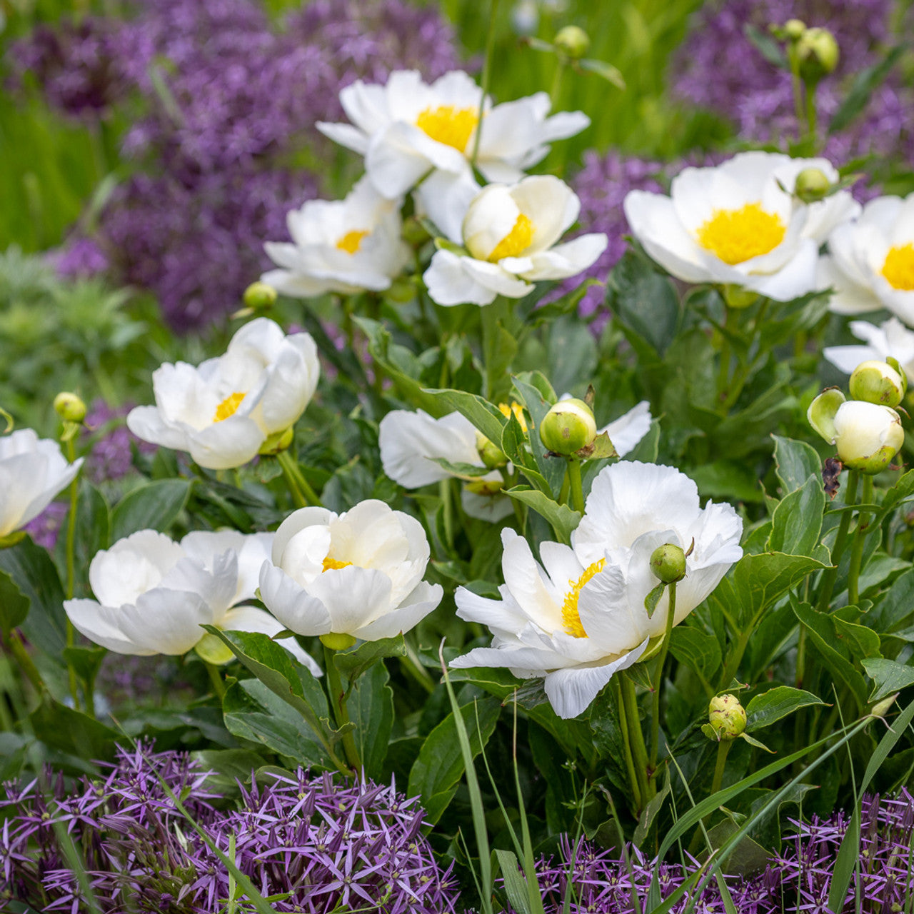 Jan van Leeuwen Peony