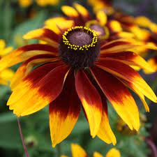 Heirloom Non-GMO Chocolate Orange Rudbeckia Flower Seeds for Pollinator Gardens and Vibrant Planting