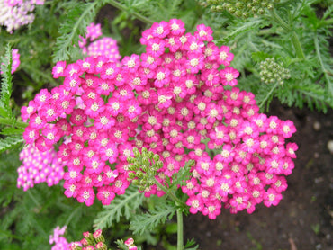 Heirloom Non-GMO Cerise Achillea Flower Seeds for Pollinator-Friendly Perennial Garden Planting