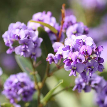 Hardenbergia- Purple
