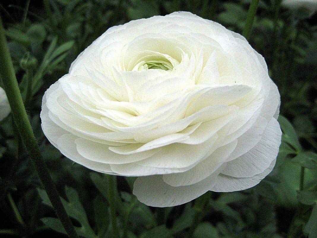 Ranunculus- Elegance Bianco 59-99