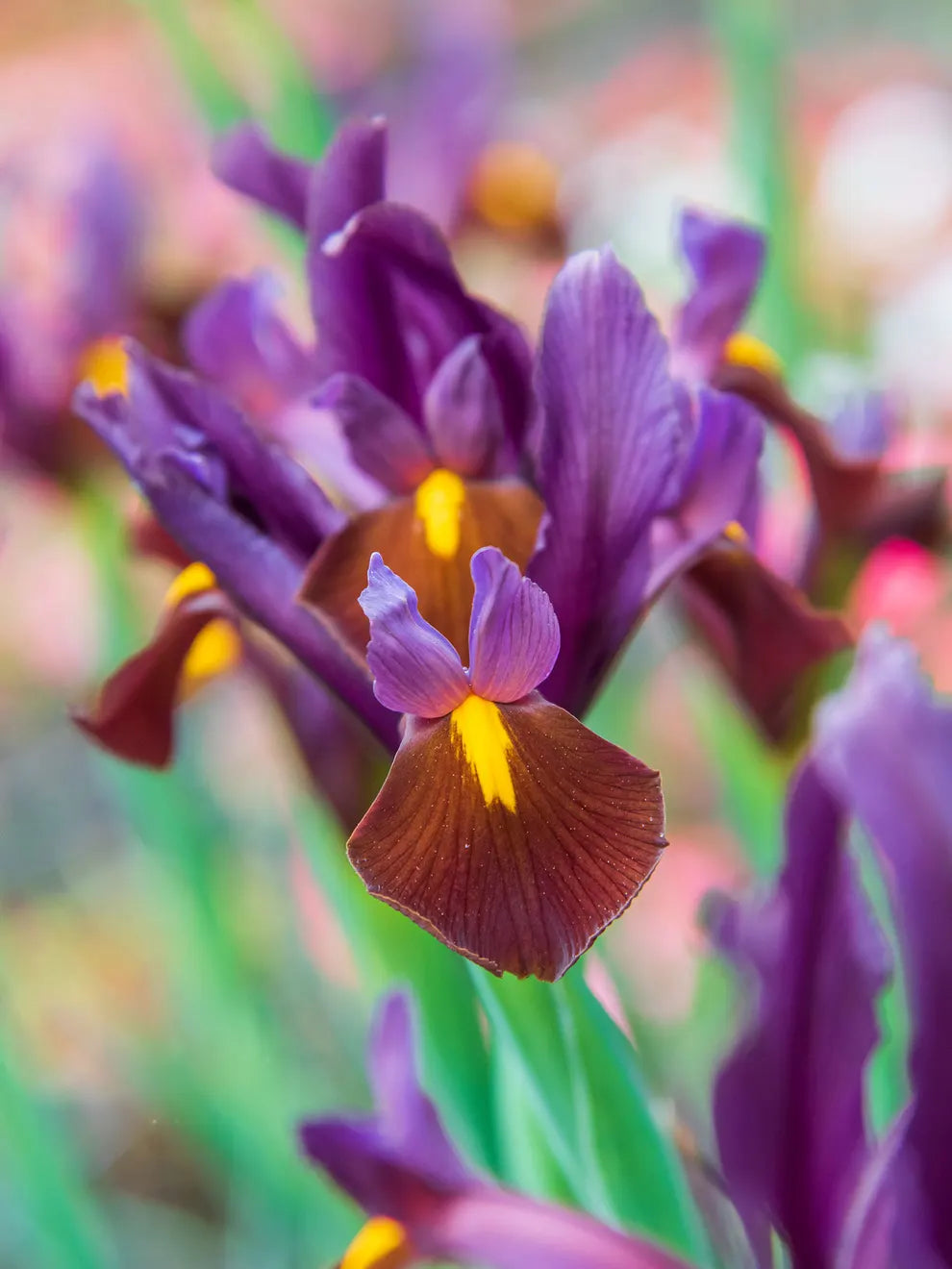 Red Ember Dutch Iris Seeds
