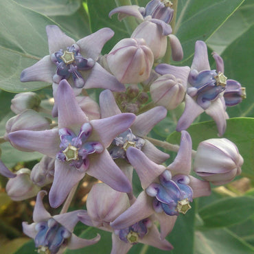 Heirloom Calotropis Gigantea Flower Seeds, Non-GMO Giant Milkweed Blooms for Butterfly Garden Planting