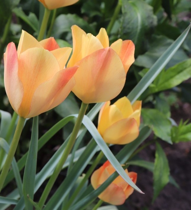 Bronze Charm Tulip Seeds