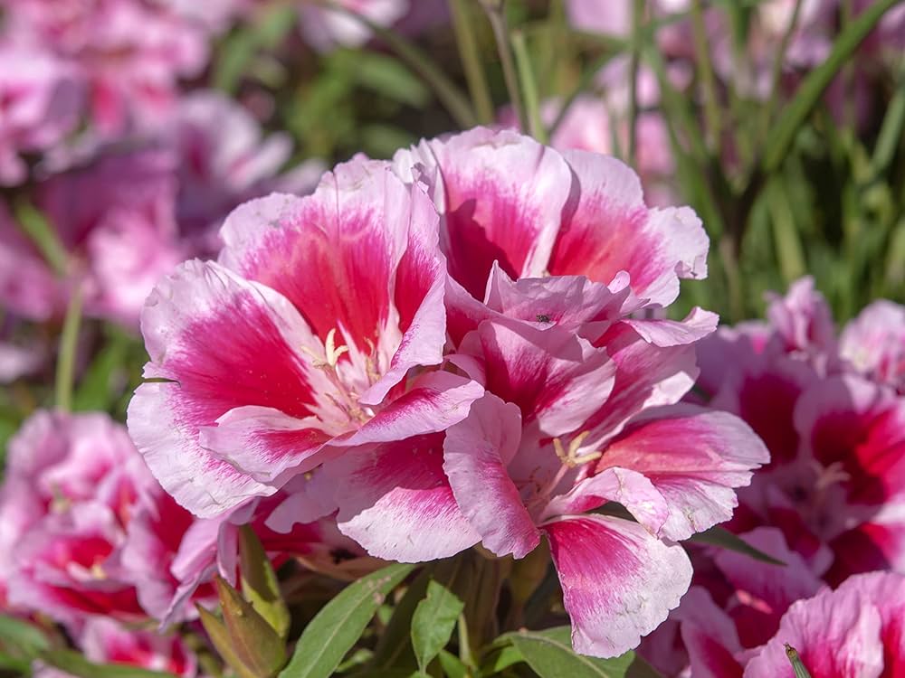 Godetia- Tall Double Mix