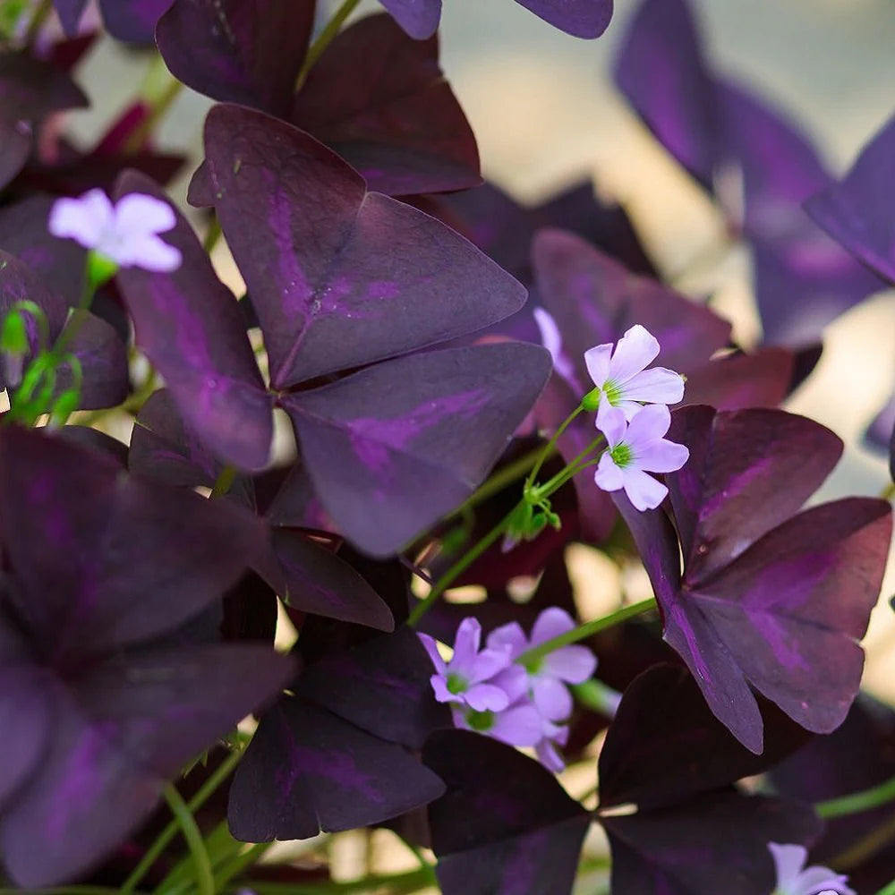 Purple Oxalis Stricta Plant Seeds – Heirloom, Non-GMO Seeds for Planting Colorful Foliage