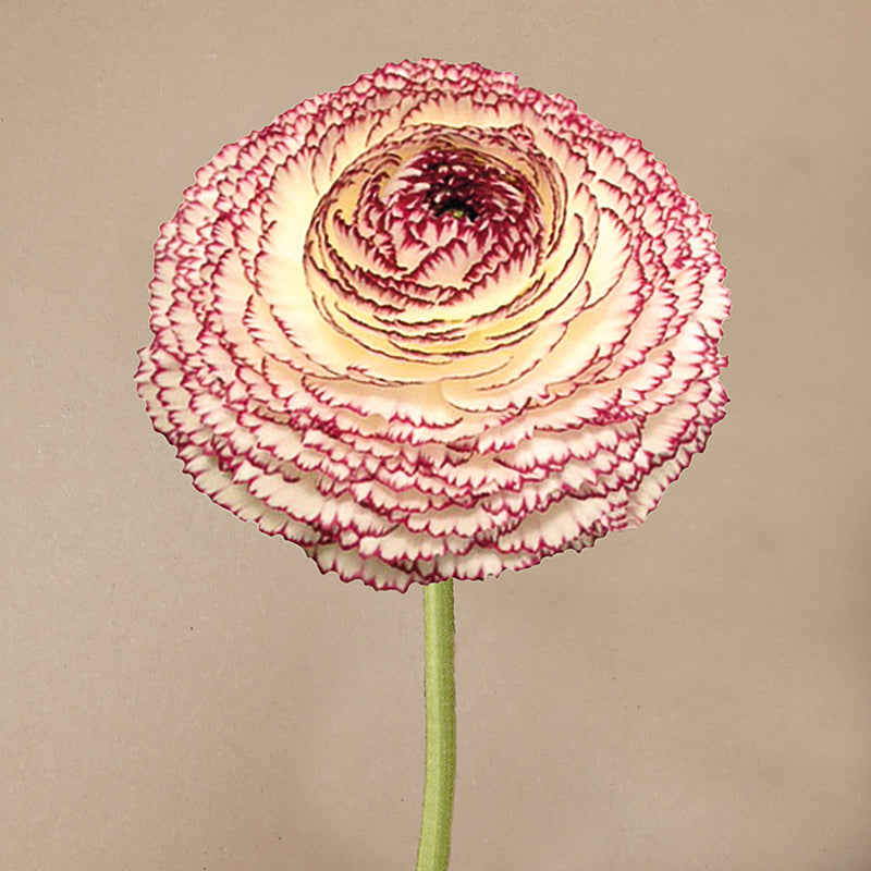 Ranunculus- Elegance Pastello Striato 66-12