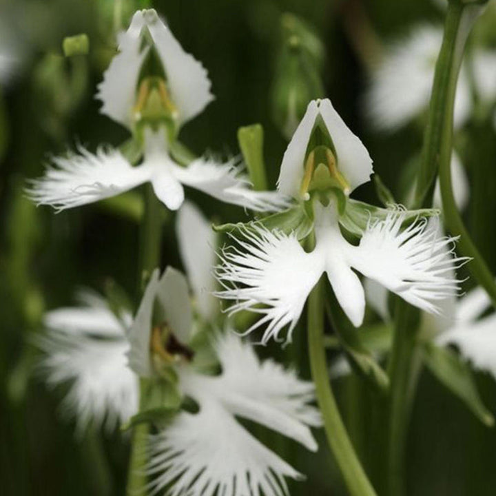 Radiata White Flower Seeds for Planting – Organic, Heirloom, Non-GMO Seeds