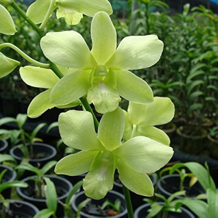Dendrobium Green Orchid Seeds for Planting – Organic, Heirloom, Non-GMO Flower Seeds
