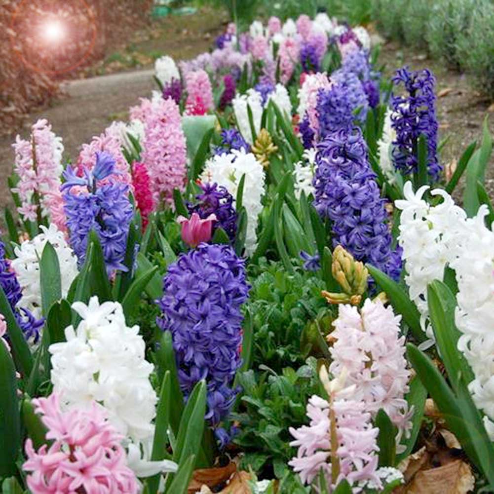 Monet Hyacinth Mixture Seeds