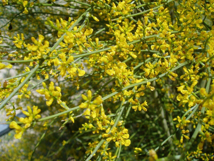Retama Sphaerocarpa Flower Seeds – Heirloom Non-GMO Yellow Broom Blooms for Drought-Tolerant Garden Planting
