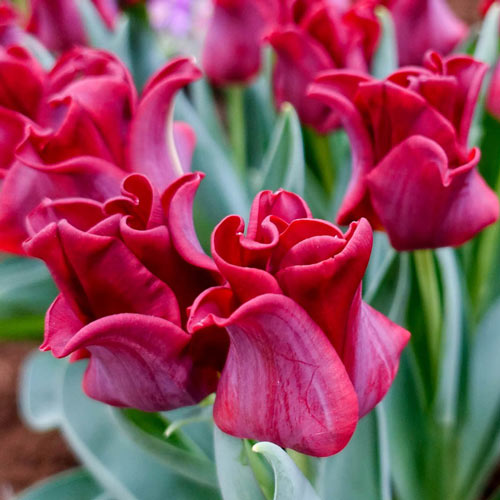 Red Dress Tulip Seeds