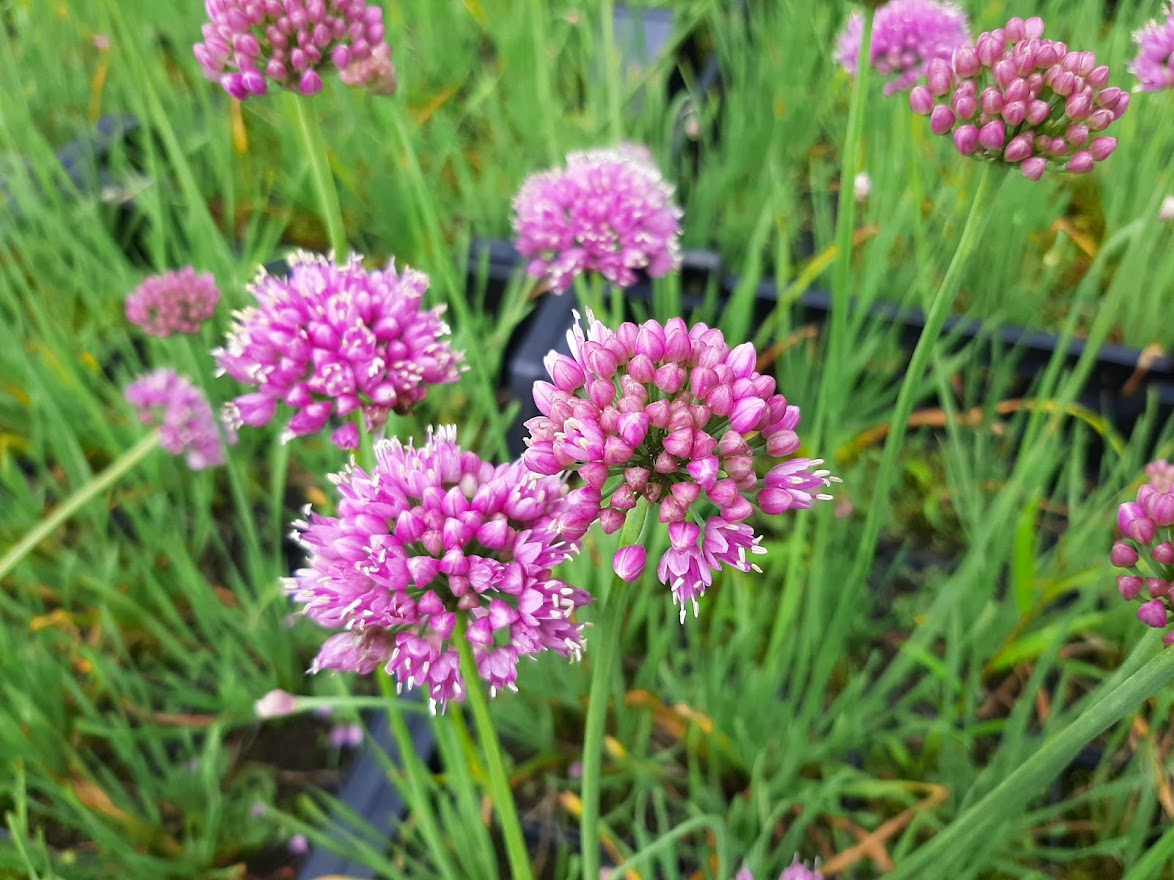 Lisa Blue Allium