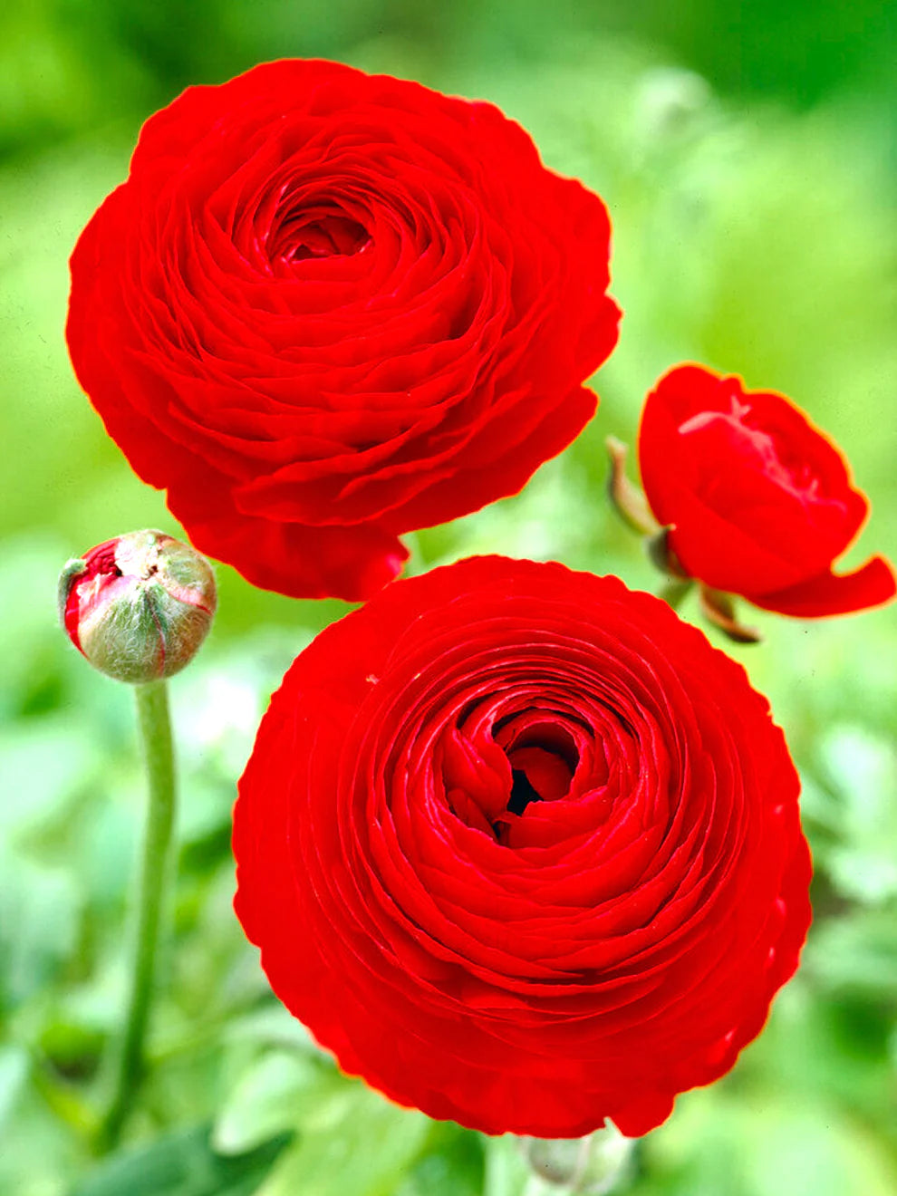 Ranunculus- Primo Rosso Red (Corm)