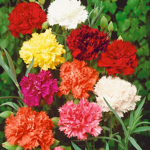 Carnation- Dwarf Fragrance Mix