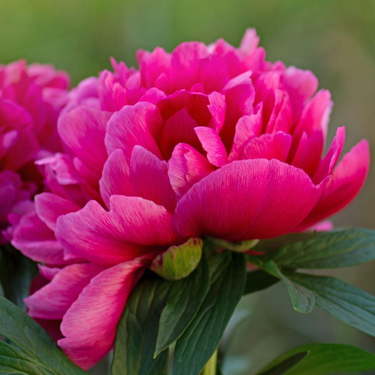 Herbaceous Peony- Felix Supreme
