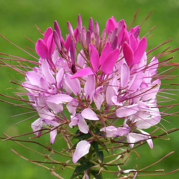 Cleome Flower Seeds for Planting – Heirloom, Non-GMO Flower Seeds