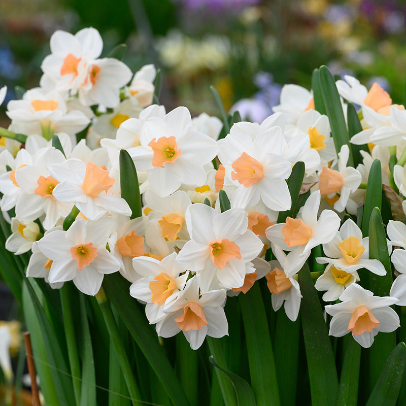 Kapiti Peach Daffodil Seeds