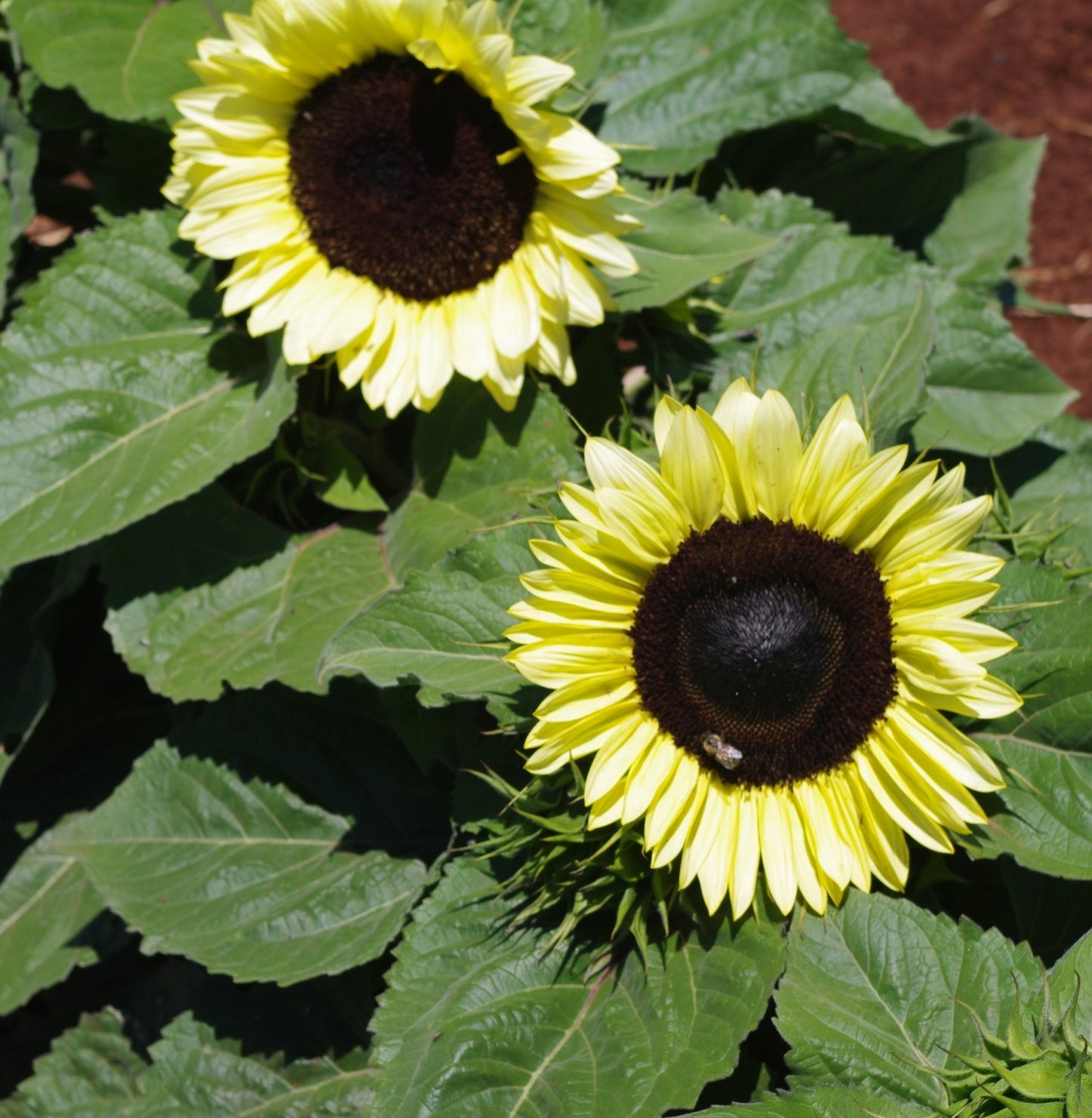 Sunflower- Lemon Striker F1