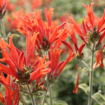 Hummingbird Flower Seeds – Heirloom, Non-GMO, Nectar-Rich Blooms to Attract Pollinators in Garden Planting