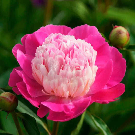 Gay Paree Peony