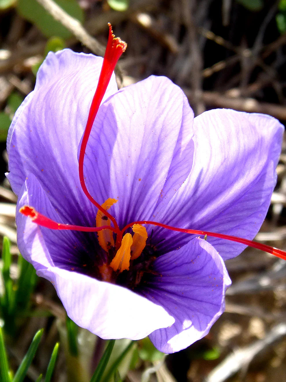 Crocus- Saffron