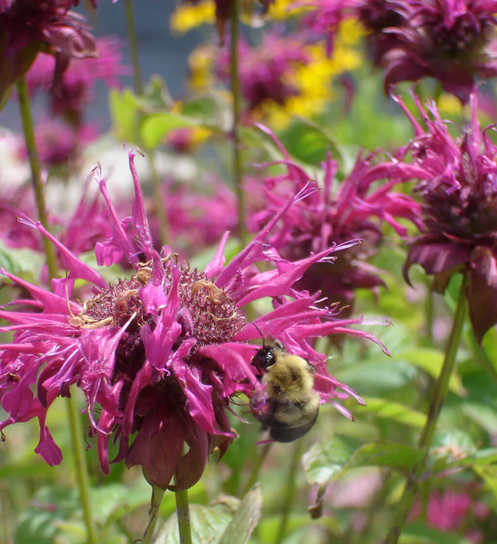 Lavender Beebalm Flower Seeds – Heirloom, Non-GMO Seeds for Planting Fragrant Garden Blooms
